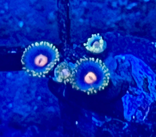 Coral Frag