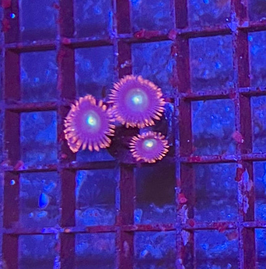 Assorted Coral Frags