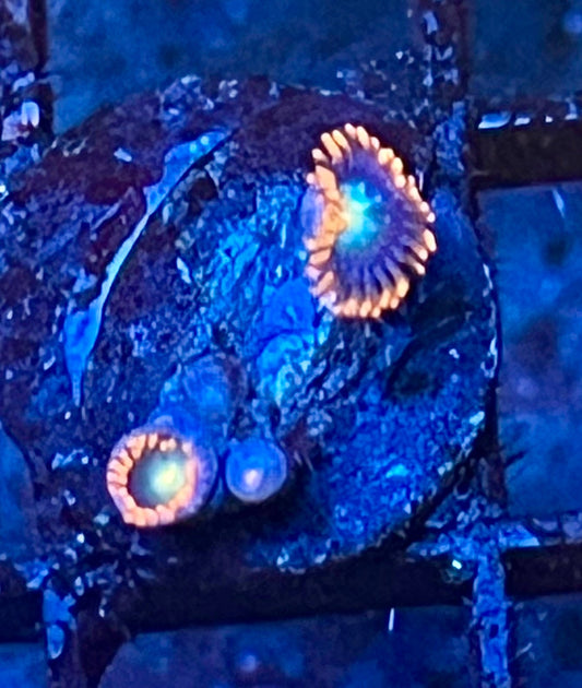 Coral Frag