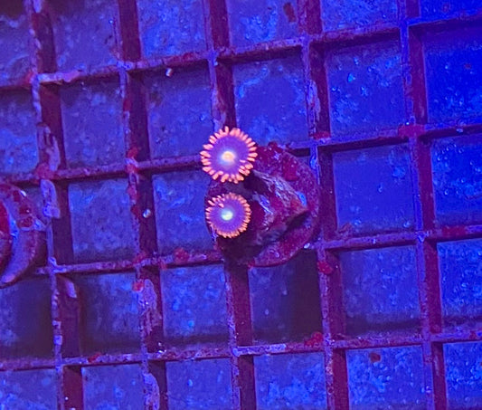 Assorted Coral Frags