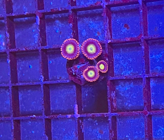 Assorted Coral Frags
