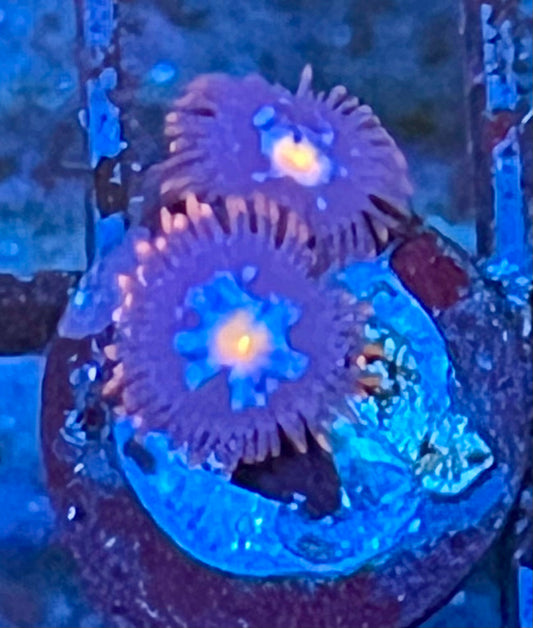 Coral Frag
