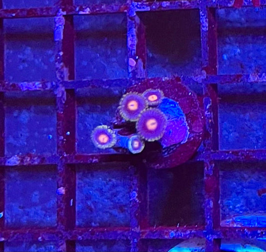 Assorted Coral Frags