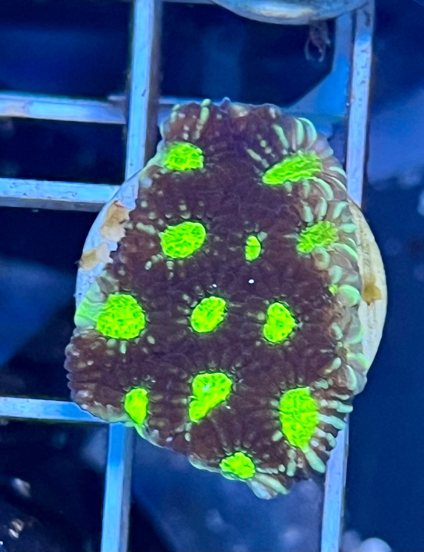 Large Coral Frags