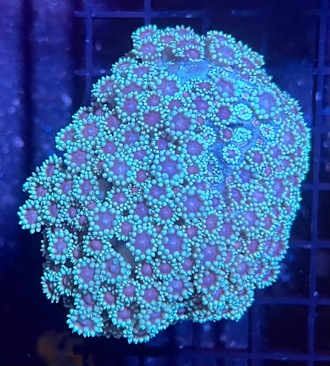 Large Super Ultra Goniopora Coral