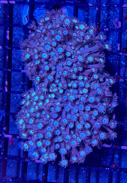 Large Super Ultra Goniopora Coral