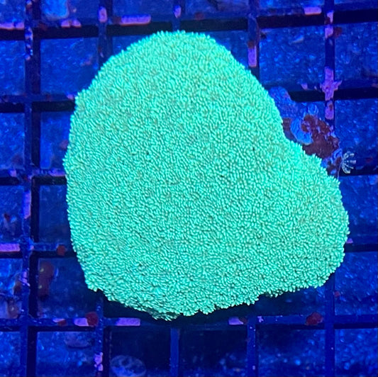 Large Super Ultra Goniopora Coral