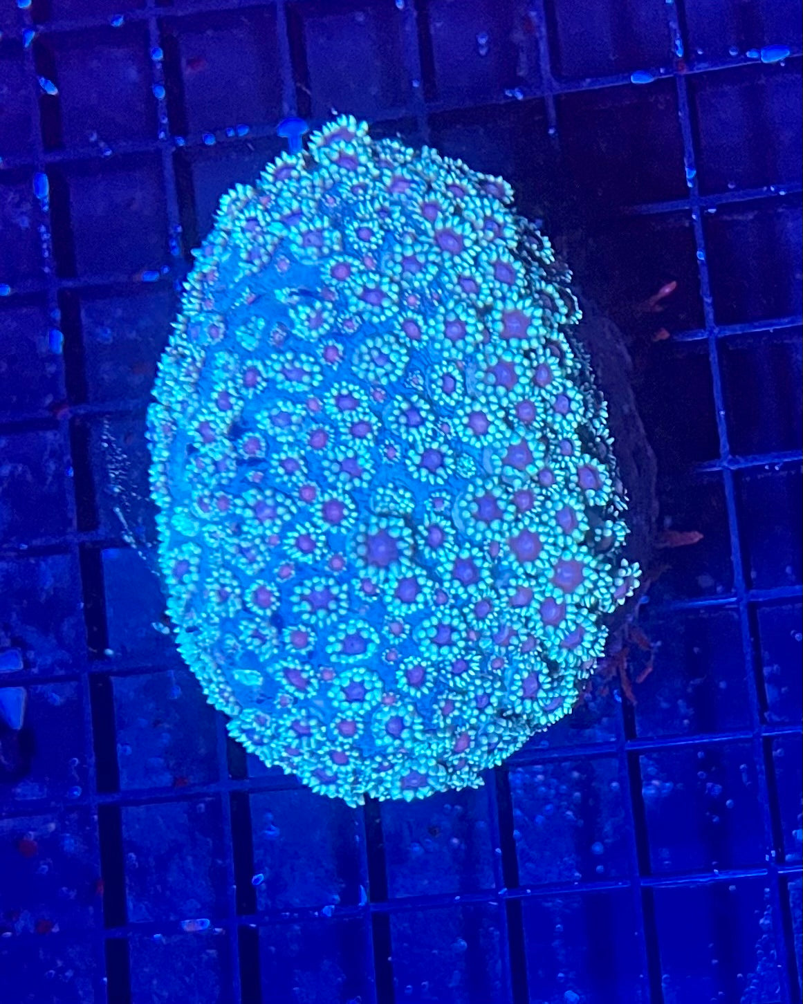 Large Super Ultra Goniopora Coral