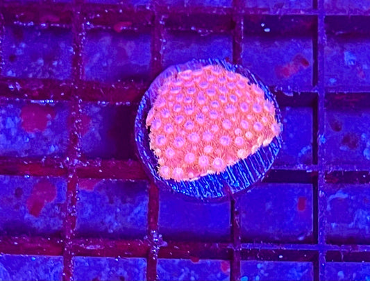 Mini Goniopora Colony