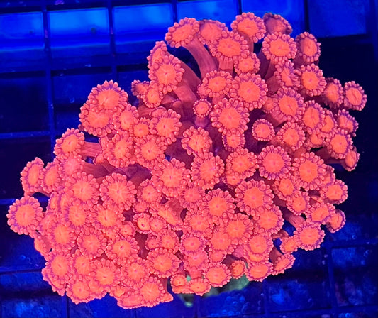 Super Ultra Goniopora Coral