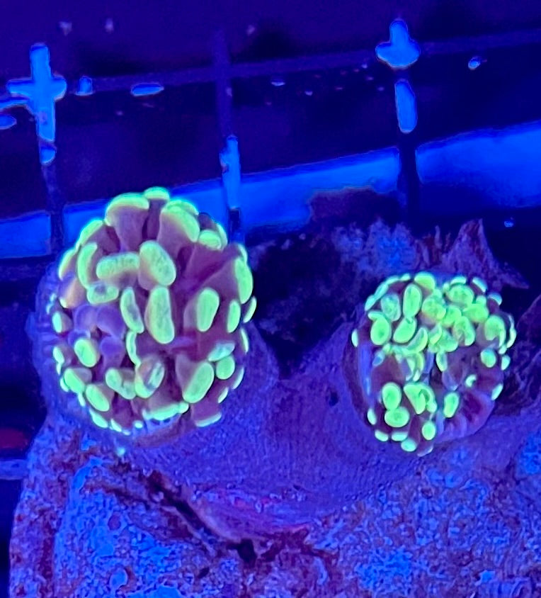 Extra Large Ultra Lobophyllia