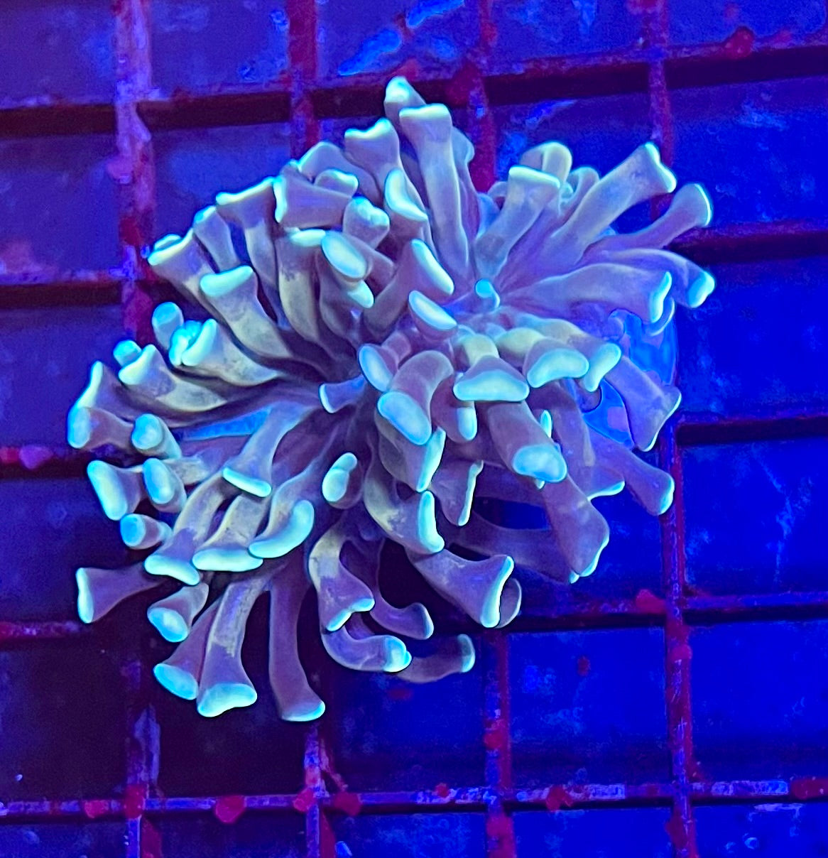 Hologram Hammer Coral