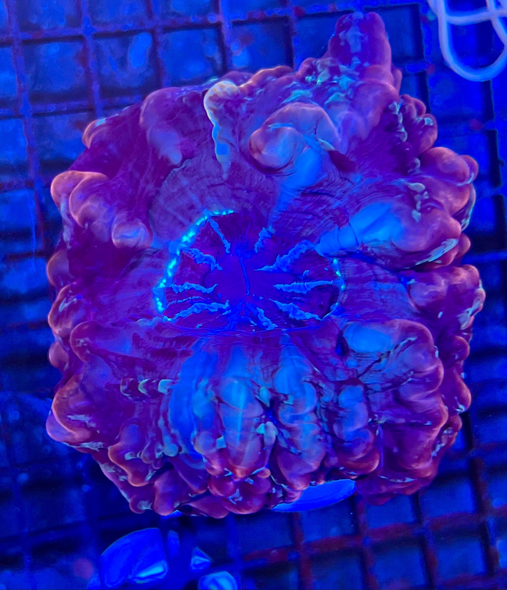 Extra Large Indophyllia Coral