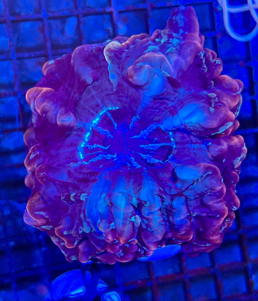Extra Large Indophyllia Coral