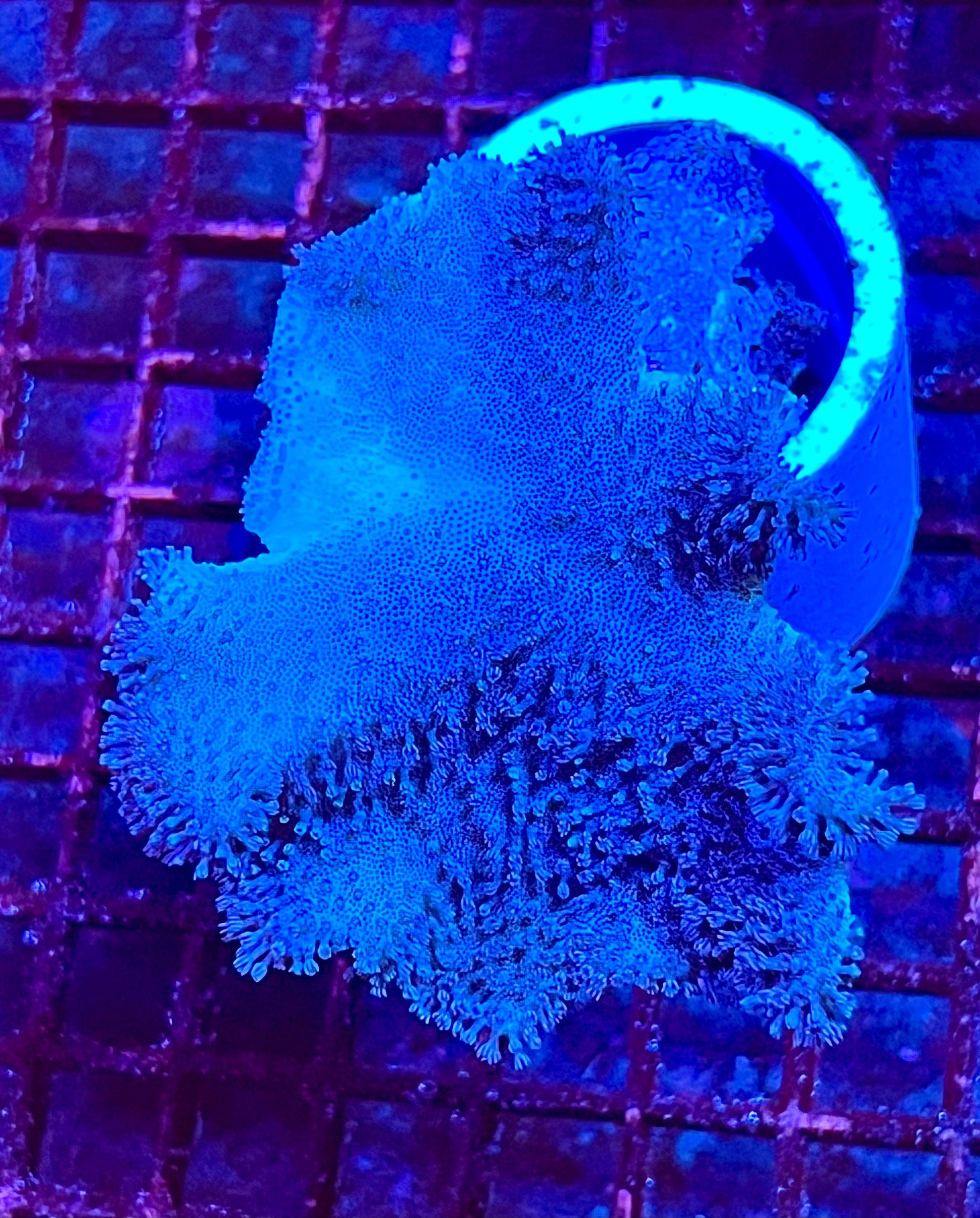 Large Leather Coral