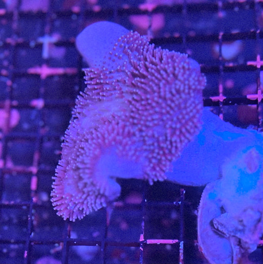 Large Leather Coral