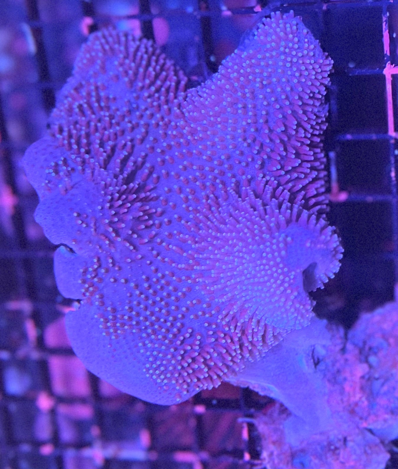 Large Leather Coral