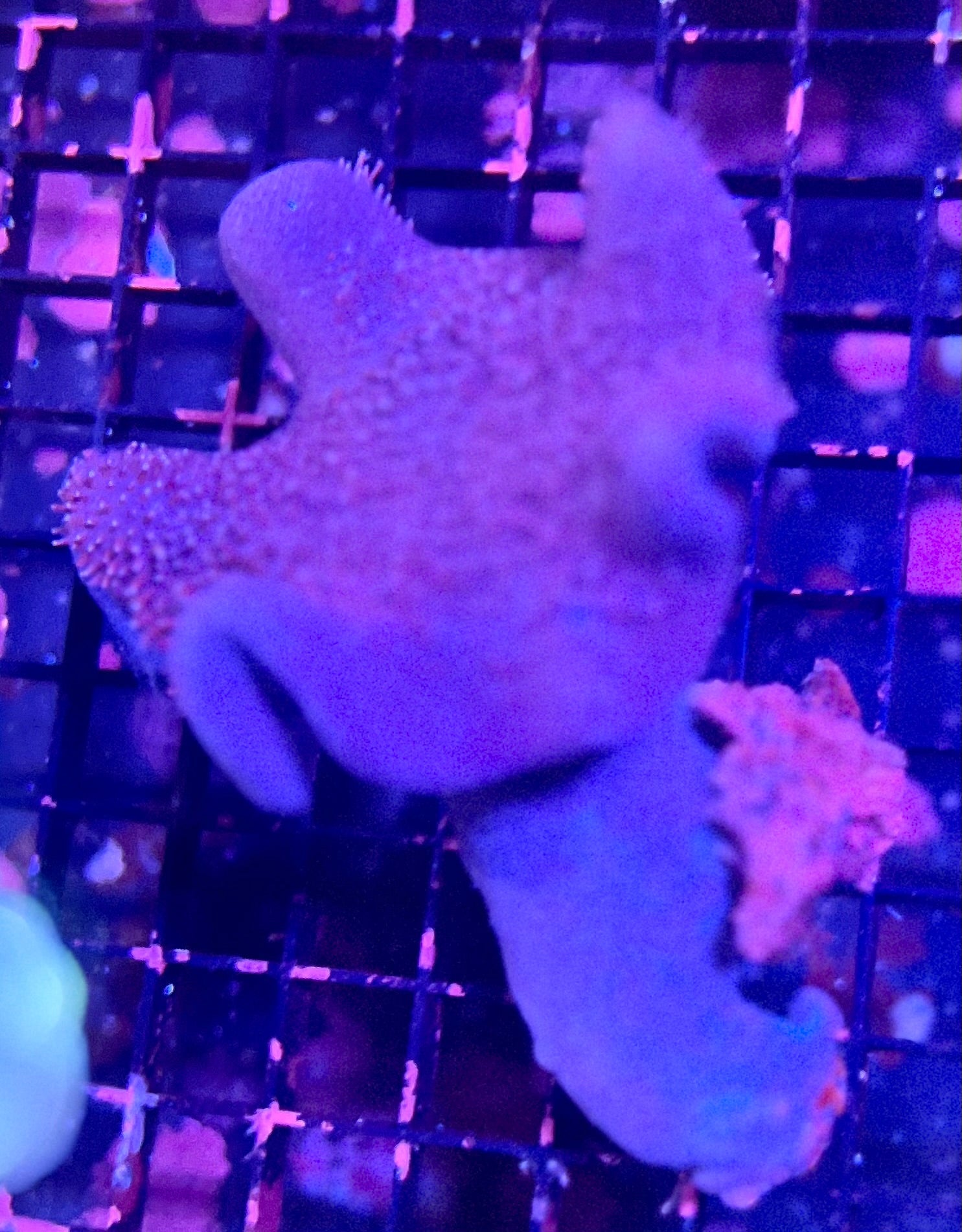 Large Leather Coral