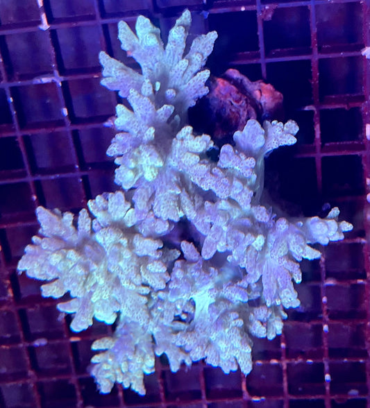 Large Leather Coral