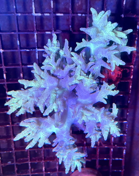 Large Leather Coral