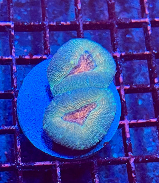 Large Super Ultra Lobophyllia Coral