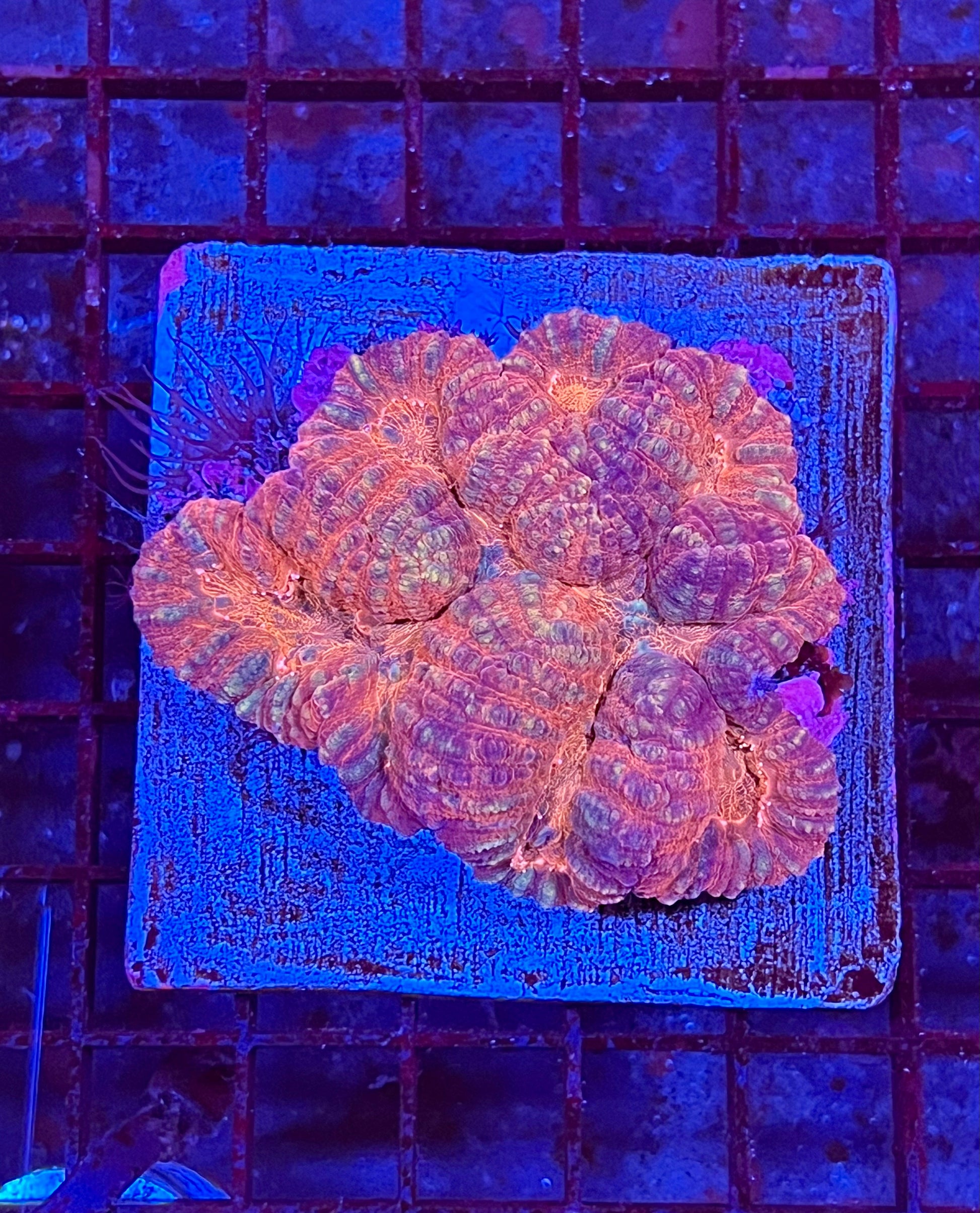 Large Super Ultra Lobophyllia Coral