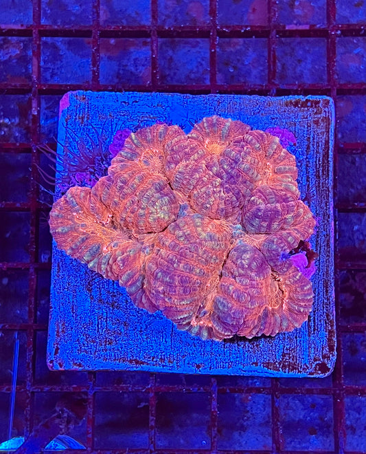 Large Super Ultra Lobophyllia Coral