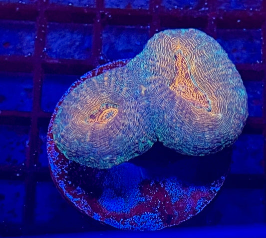 Large Super Ultra Lobophyllia Coral