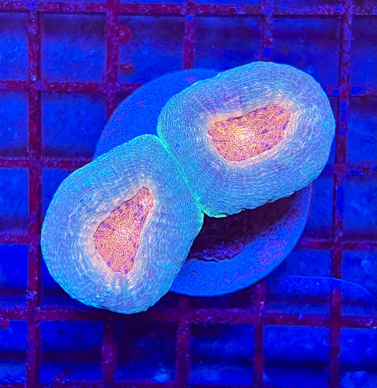 Large Super Ultra Lobophyllia Coral