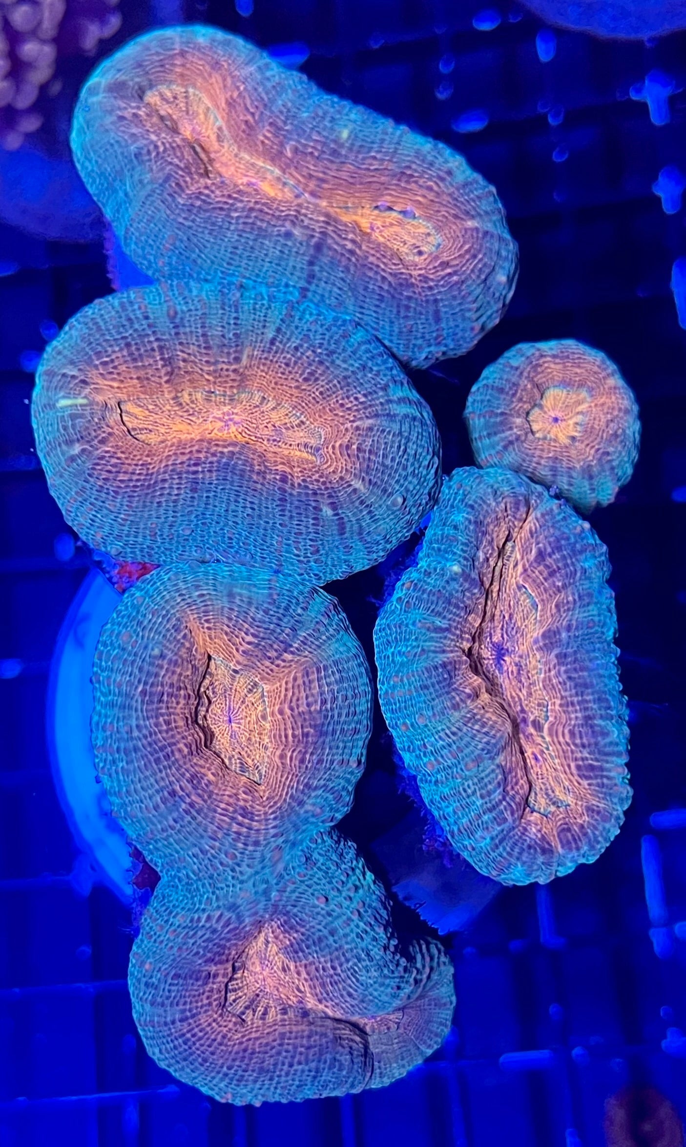 Extra Large Ultra Lobophyllia