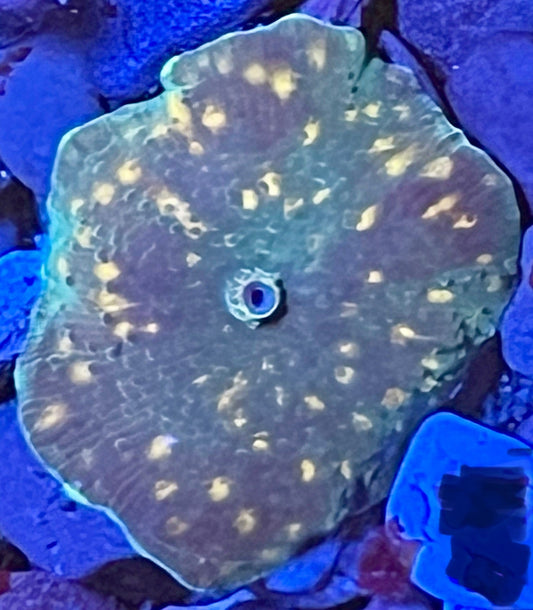 Rare Mushroom Coral