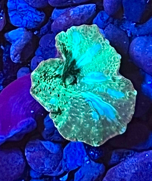 Rare Mushroom Coral