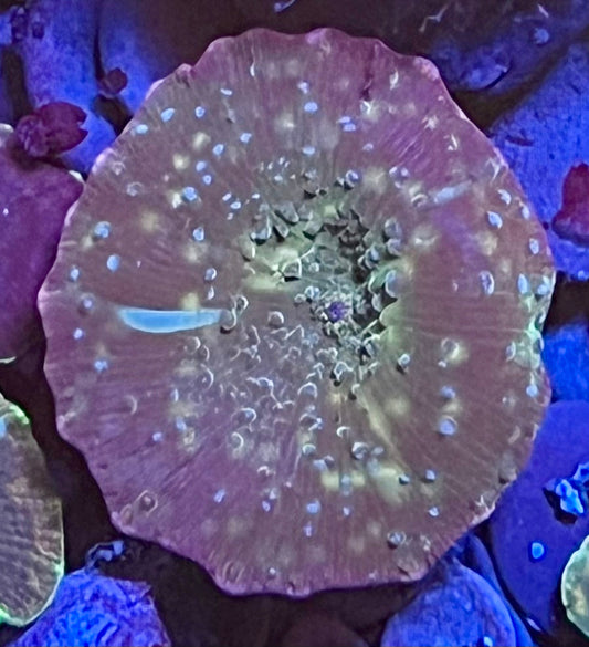Rare Mushroom Coral