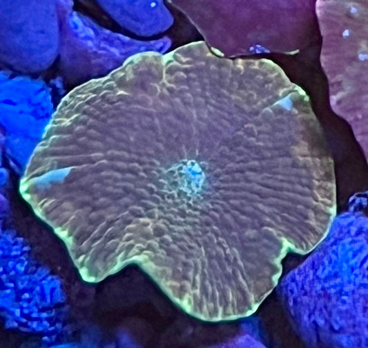 Rare Mushroom Coral