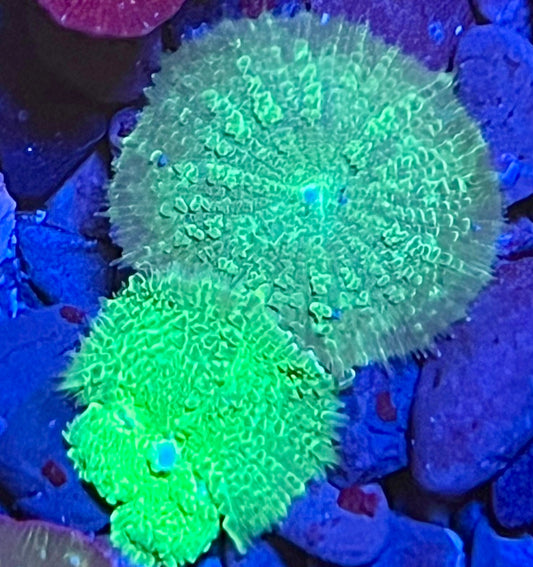 Rare Mushroom Coral