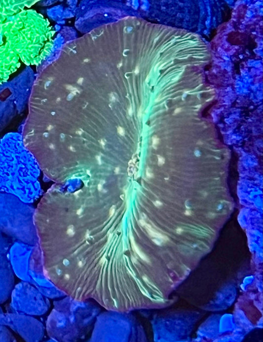Rare Mushroom Coral