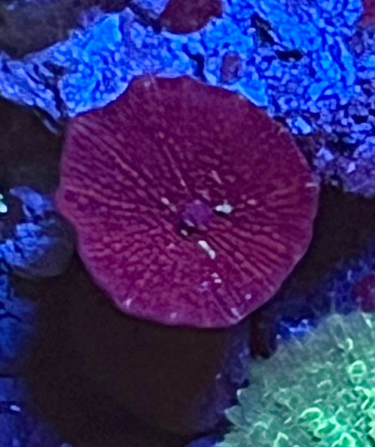 Rare Mushroom Coral
