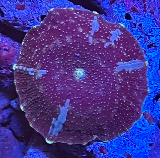 Rare Mushroom Coral