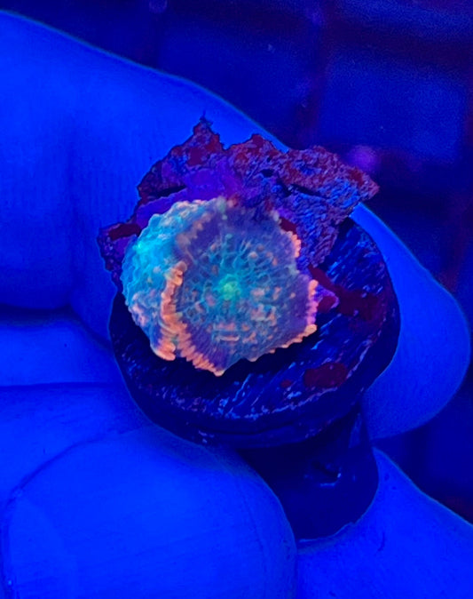 Rare Rhodactis Mushroom Coral