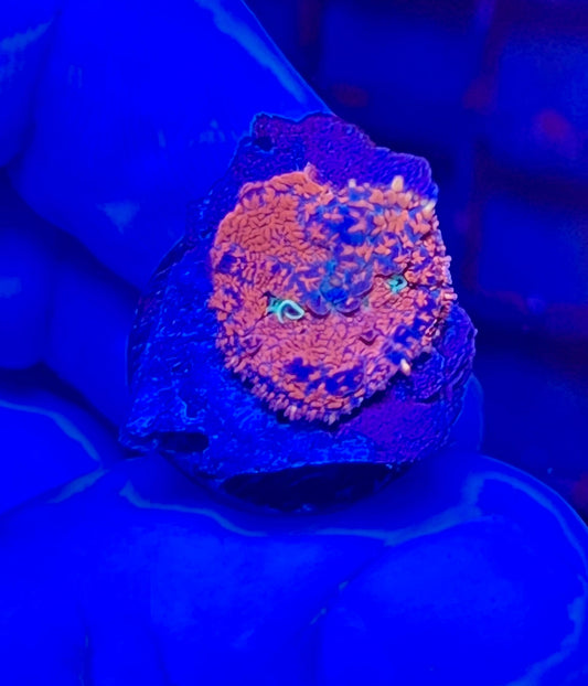 Rare Rhodactis Mushroom Coral