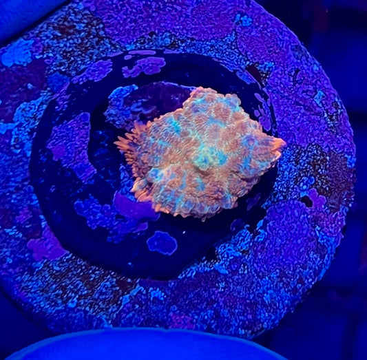 Rare Rhodactis Mushroom Coral