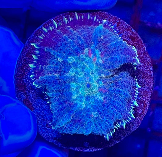 Rare Rhodactis Mushroom Coral