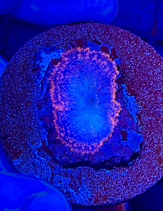 Rare Rhodactis Mushroom Coral