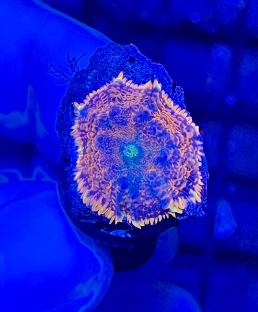 Rare Rhodactis Mushroom Coral