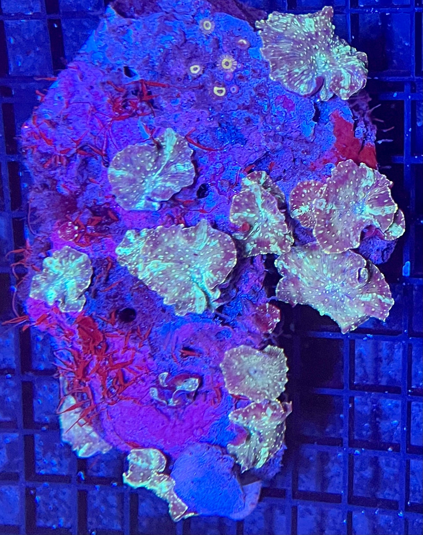 Extra Large Discosoma Mushroom Coral Colony