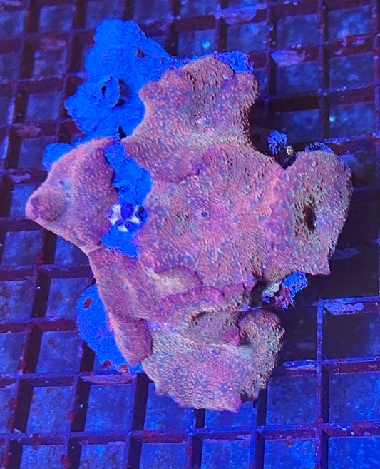 Rare Discosoma Mushroom Coral