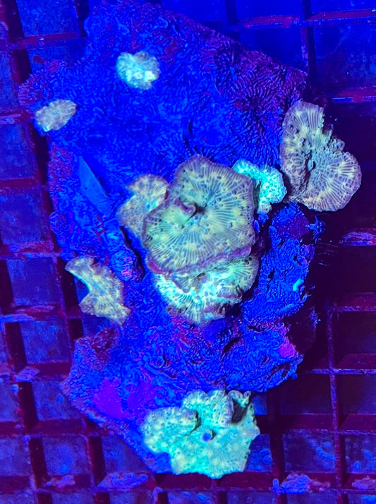 Rare Discosoma Mushroom Coral