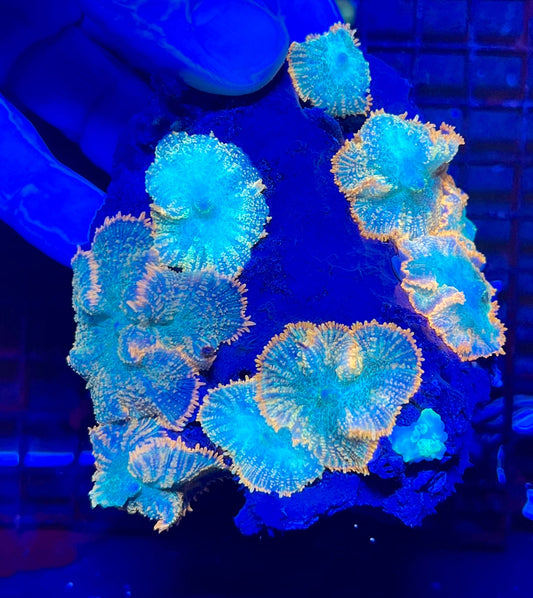 Extra Large Rare Rhodactis Mushroom Coral