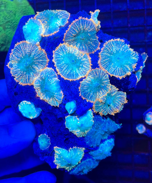 Extra Large Rare Rhodactis Mushroom Coral