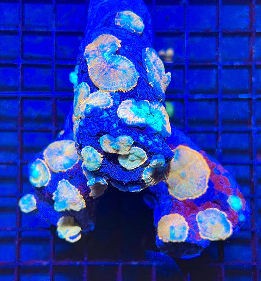 Extra Large Rare Rhodactis Mushroom Coral
